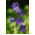 Fagerklokke - 1800 frø - Campanula persicifolia