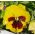 Penséer - Yellow Red Eye - gul - röd - 320 frön - Viola x wittrockiana