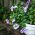 Pétunia Doble - Duo F1 - variada - Petunia x hybrida pendula fl. pl.  - semillas