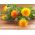 Safflower - Mixed - Carthamus tinctorius - Ideal for Cut Flowers & Dried Arrangements - Fresh Seeds