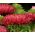 Astro nano - Milady Scarlet - Callistephus chinensis - Fioritura rosso fuoco, ideale per bordure - Semi Freschi