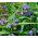 Semená Spiderwort - Tradescantia x andersoniana - 56 semien