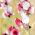 Tatlı Bezelye Kelebek Mix tohumları - Lathyrus odoratus - 36 tohumlar