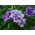 Petunia gefüllte Duo F1 Samen - Petunia multiflora fl.pl. - 10 Samen