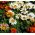 Treasure Flower, Gazania keverjük magokat - Gazania rigens - 130 mag - Gazania splendens