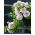 Pétunia Doble - Duo F1 - variada - Petunia x hybrida pendula fl. pl.  - semillas