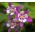 Columbine - Mc Kana's - Aquilegia x hybrida - Dazzling Multi-Toned Blooms with Bold Petals - Fresh Seeds
