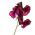 Sweet Pea Semințe de noapte și de zi - Lathyrus odoratus - 24 semințe
