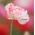 ข้าวโพดผสมเมล็ดงาดำ - Papaver rhoeas - 9000 เมล็ด