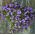 Biji Pink Rock Cress - Arabis alpina - 1410 biji - benih