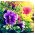 Petunia Double Cascade Mix seeds - Petunia x hybrida - 50 seeds