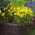 Trailing Viola seeds - Viola x williamsii - 270 seeds