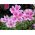 Godetia Cattleya zaden - Godetia grandiflora - 1500 zaden - Godetia grandifllora