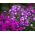 Éves Phlox, Drummond Phlox vegyes magjai - Phlox drummondii - 250 mag - magok