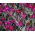 Rose Campion frø - Lychnis coronaria - 360 frø