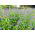 Agastaché - Agastache mexicana - Flores fragantes, adoradas por las mariposas - Semillas frescas