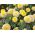Studentenblume Vanille Samen - Tagetes erecta nana fl. Pl - 0,2 gSamen
