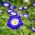 Zorele pitice - amestec de culori - Convolvulus tricolor - Frumusețe cățărătoare, ideală pentru coșuri suspendate - Semințe proaspete