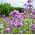 Julienne des Dames - Violet - Hesperis matronalis - Vivace gracieuse pour bordures parfumées - Graines fraîches