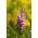 Poslušná Rostlinná směsná semena - Physostegia virginiana - 45 semen