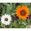 Cape Daisy, Veldt-siementen monarkki - Venidium fastuosum - 130 siementä - siemenet