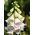 Vingerhoedskruid - Pam's Choice - 1000 zaden - Digitalis purpurea