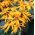 Semi di Britt Marie Crawford - Ligularia dentata - 8 semi