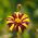 Tagetes patula - Mr Majestic - 105 semi - Tagetes patula L.