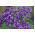 Marine Heliotrope seeds - Heliotropium arborescens - 200 seeds