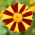 Tagetes patula - Mr Majestic - 105 semi - Tagetes patula L.