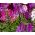 Spider Flower - Mixed - Cleome hassleriana - Stunning Height, Grows Up to 1 Metre Tall - Fresh Seeds