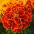 Marigold Bolero seeds - Tagetes patula nana - 350 seeds