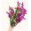 Sóvirág - Karmazsinvörös - Limonium sinuatum - Élénk rózsaszín virágok, nyári elegancia - Friss vetőmagok