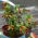 Graines de Plante Cigarette ou Fleur de Cigarette - Cuphea ignea - 5 graines