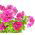 Petunia Double Cascade Mix seeds - Petunia x hybrida - 50 seeds