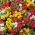 Praktportlak - Portulaca grandiflora - Kompakt skönhet för rabatter och krukor - Färska frön