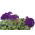 Petunia Double Cascade Mix seeds - Petunia x hybrida - 50 seeds