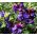 Lila édes borsó mag - Lathyrus odoratus - 36 mag - magok