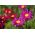 Hạt giống hỗn hợp được sơn của Daisy Robinson - Chrysanthemum coccineum - 200 hạt
