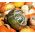 Насіння тюрбан Сквош - Cucurbita maxima - 8 насінин - Cucurbita pepo - насіння