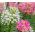 Spider Flower - Mixed - Cleome hassleriana - Stunning Height, Grows Up to 1 Metre Tall - Fresh Seeds