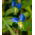 Biji Commelina - Commelina tuberosa - 125 biji