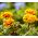 French Marigold - Aurora Yellow Fire - Tagetes patula - Bold, Sun-Loving Blooms, Ideal for Pots - Fresh Seeds