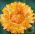 Somon Semințe de floarea-soarelui - Xerochrysum bracteatum - 700 de semințe
