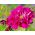 Cosmos, Schmuckkörbchen Double Click Mix, doppelte Blüten - 30 Samen - Cosmos bipnnatus fl.pl.