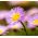 Daisy Fleabane - Blue Variety - Erigeron speciosus - 700 seeds
