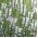 Poslušná Rostlinná směsná semena - Physostegia virginiana - 45 semen