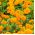 Tagete erecta - arancione - 300 semi - Tagetes erecta