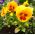 Penséer - Yellow Red Eye - gul - röd - 320 frön - Viola x wittrockiana