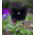 Viola wittrockiana - Black King - nero - 400 semi - Viola x wittrockiana